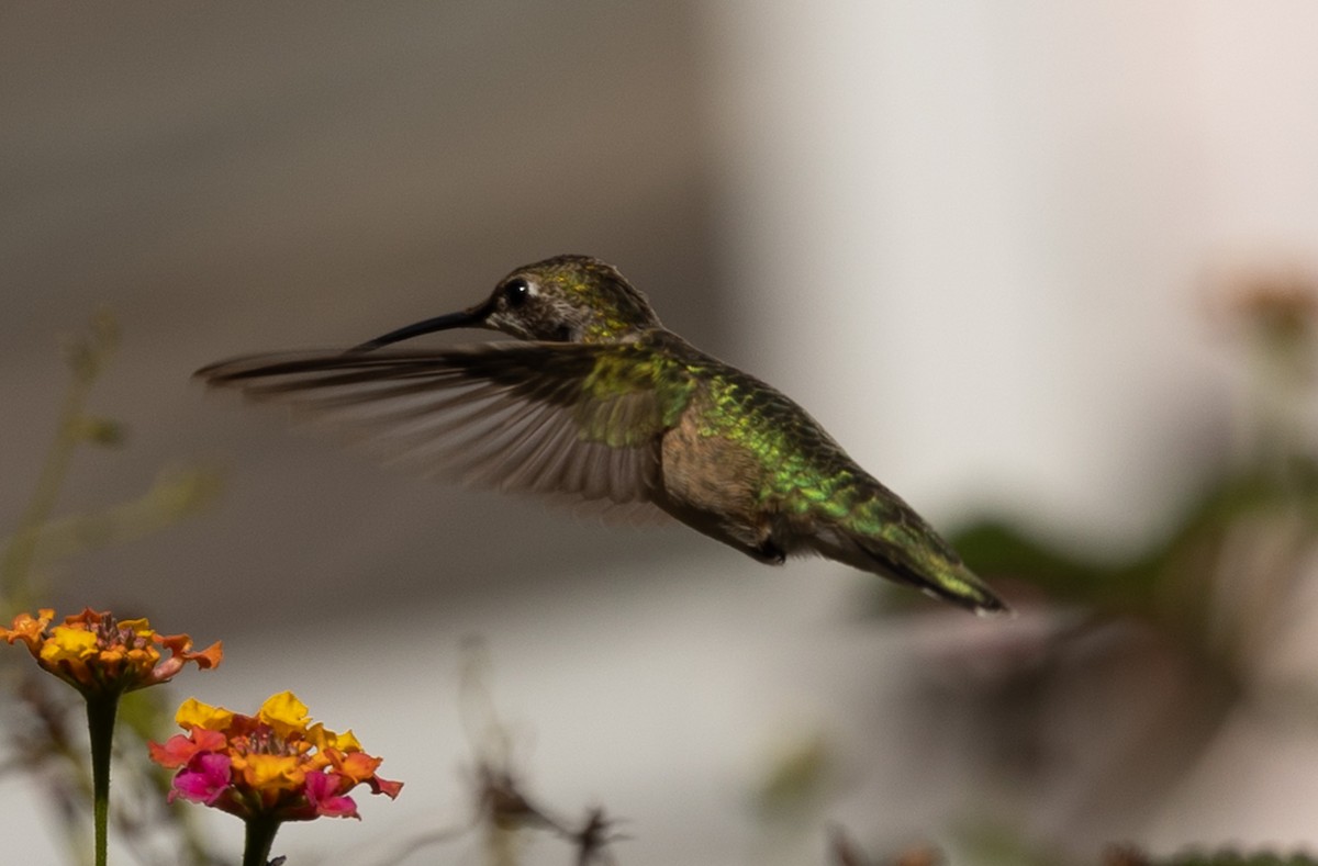 Black-chinned Hummingbird - ML646936065