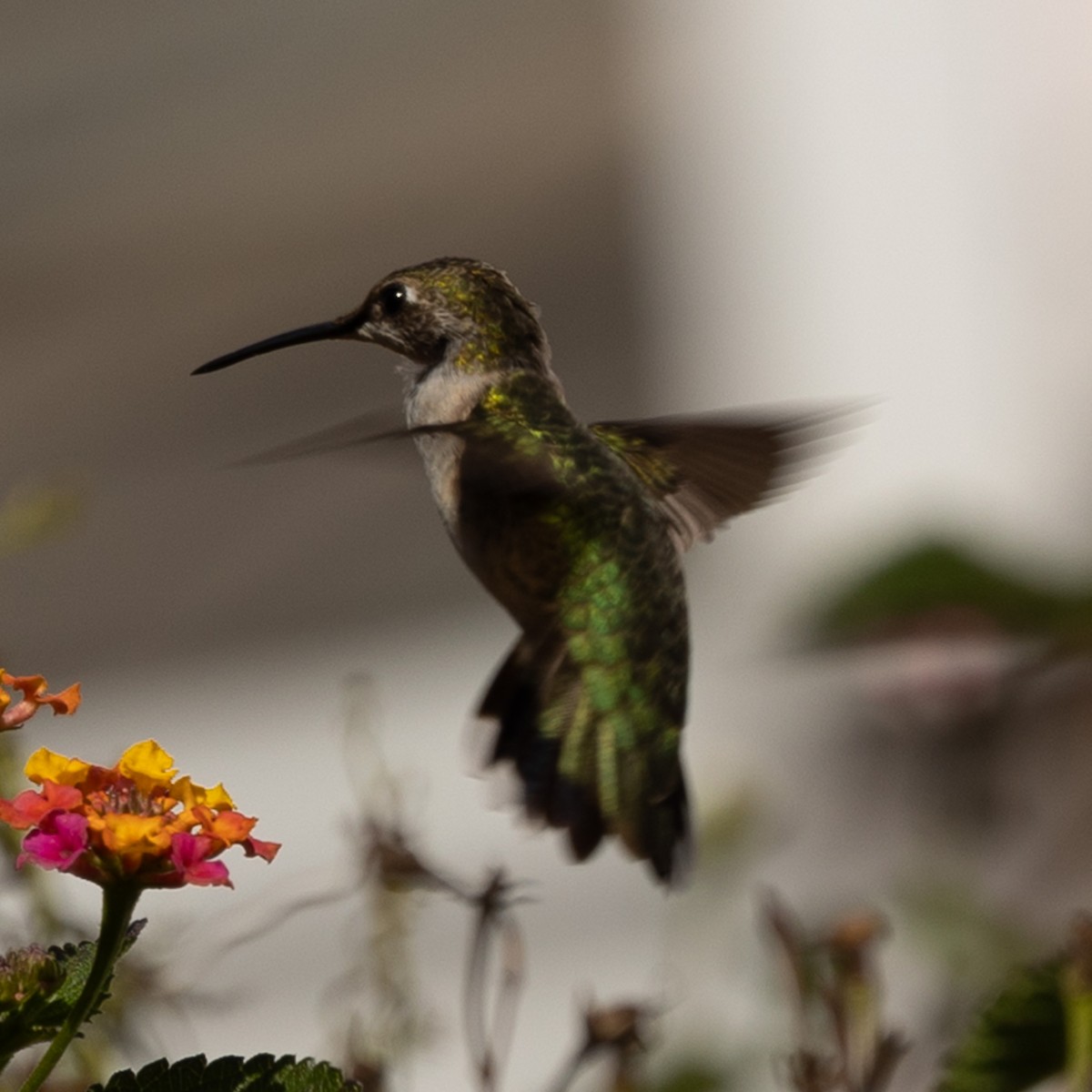 Black-chinned Hummingbird - ML646936066
