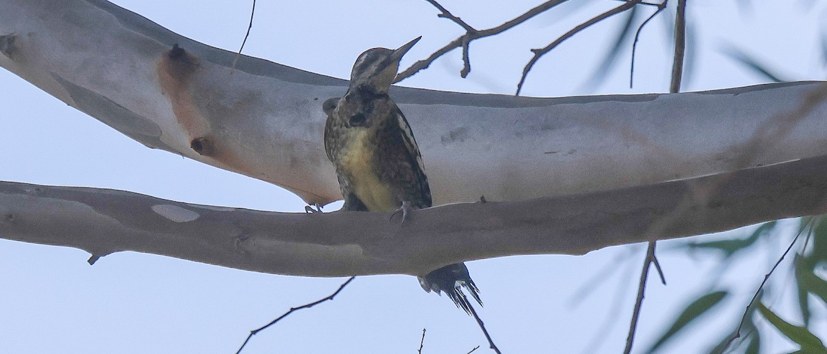 Красногорлый дятел-сокоед - ML646936071