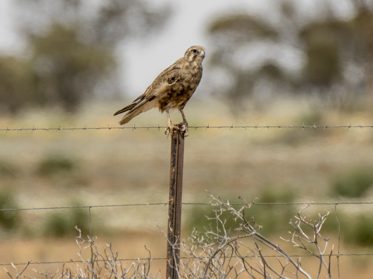 Brown Falcon - ML646936072
