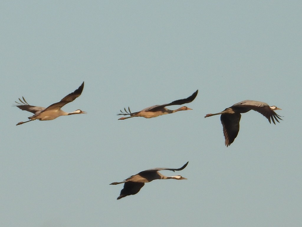 Common Crane - ML646936073