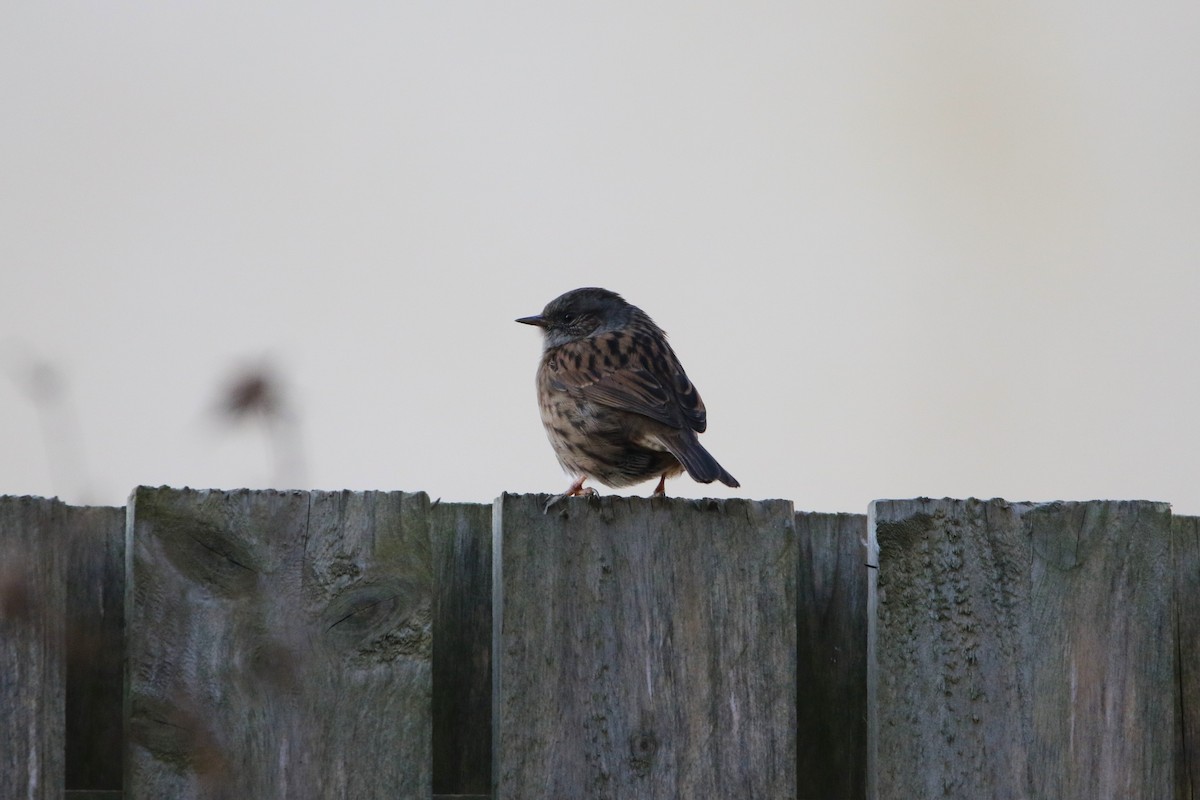 Accenteur mouchet - ML646936077