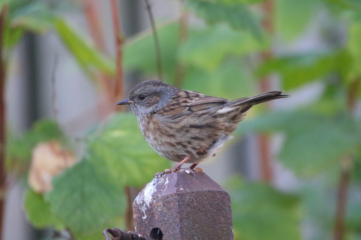 Accenteur mouchet - ML646936078