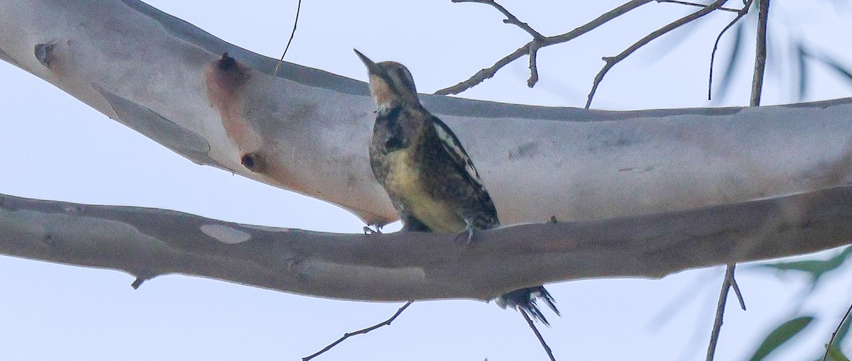 Красногорлый дятел-сокоед - ML646936082