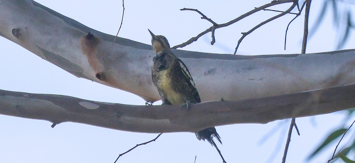 Красногорлый дятел-сокоед - ML646936084