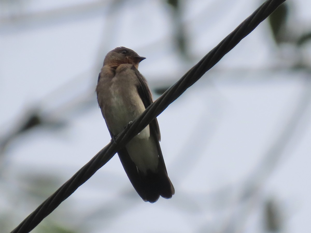 sørtaggsvale - ML646936086