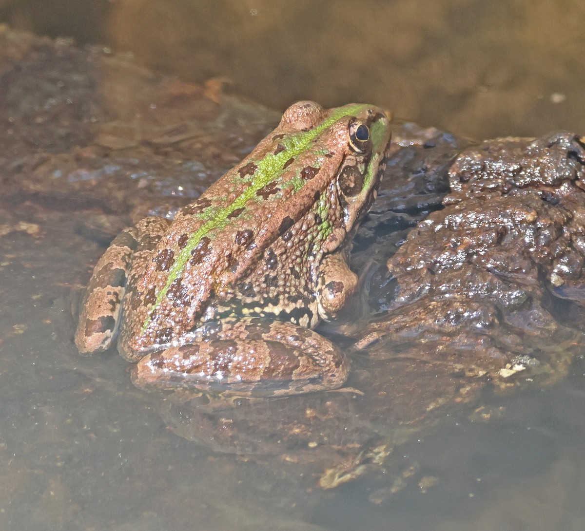 Animals - ML646936088