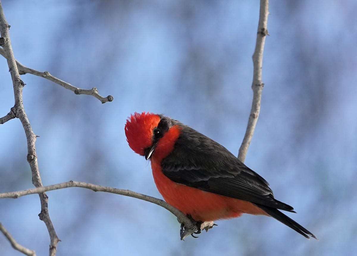 Rubintyrann - ML646936089