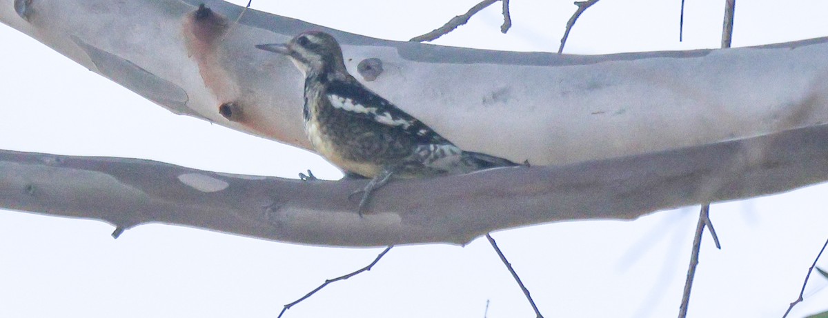 Красногорлый дятел-сокоед - ML646936096