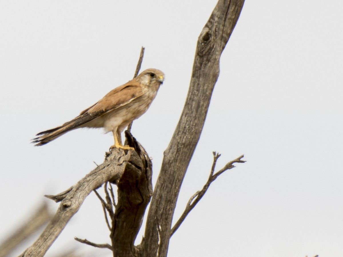 Nankeen Kestrel - ML646936097