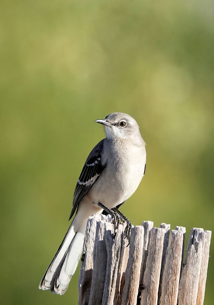 Gartenspottdrossel - ML646936098