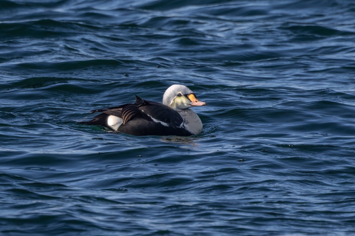 King Eider - ML646936099