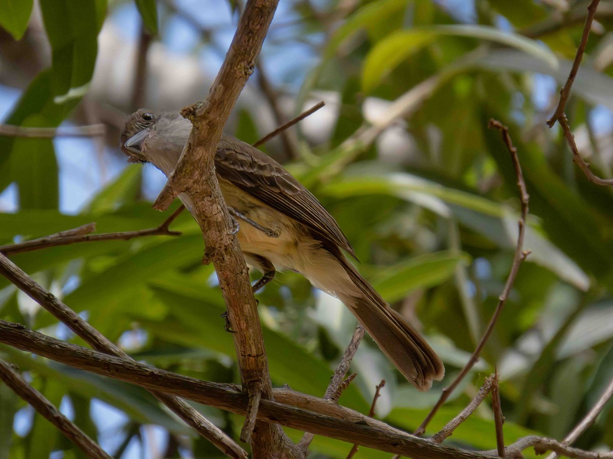 Short-crested Flycatcher - ML646936100
