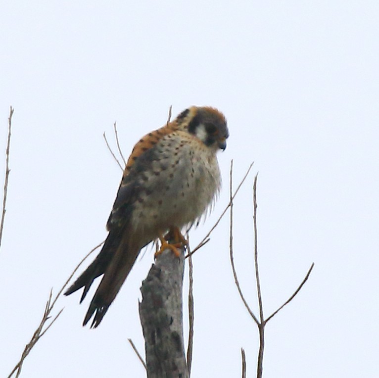 Боривітер американський - ML646936103