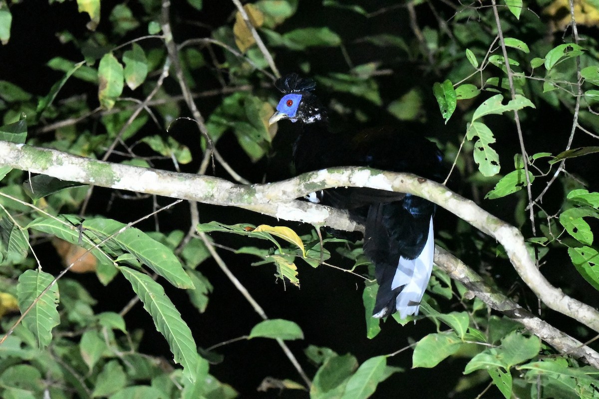 Malayan Crested Fireback - ML646936107