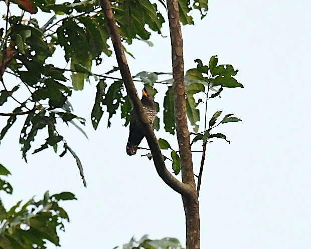 Violet Cuckoo - ML646936114