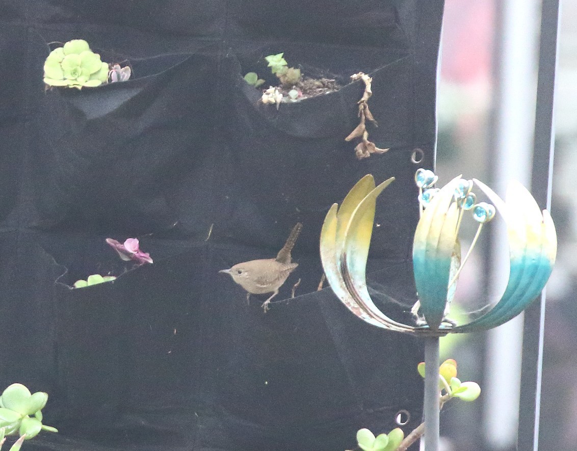 Northern House Wren - ML646936118