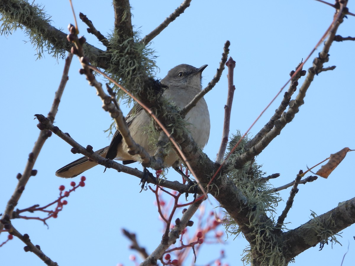 Northern Mockingbird - ML646936119