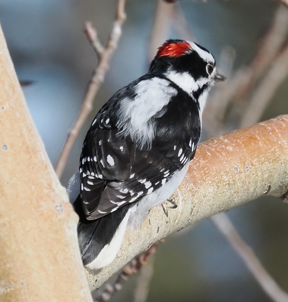 Downy Woodpecker (Rocky Mts.) - ML646936120