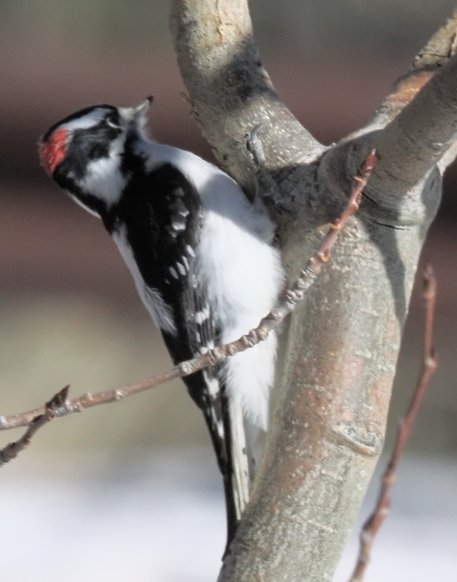 Downy Woodpecker (Rocky Mts.) - ML646936121