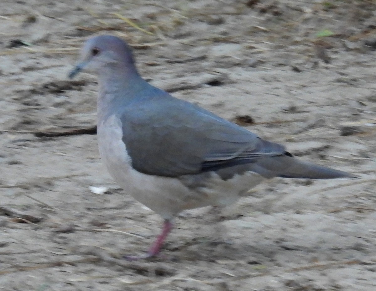 krattdue - ML646936123