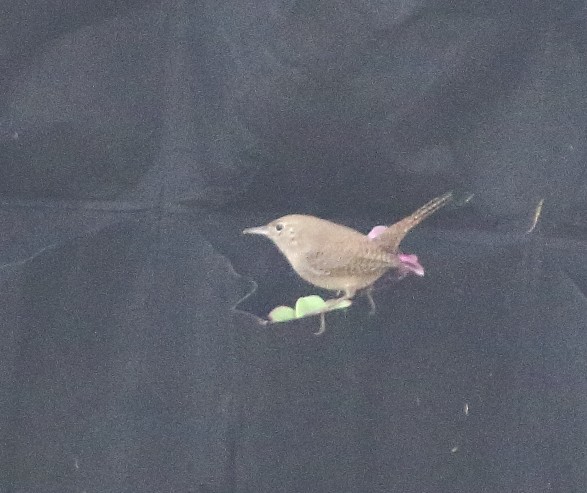 hussmett - ML646936125