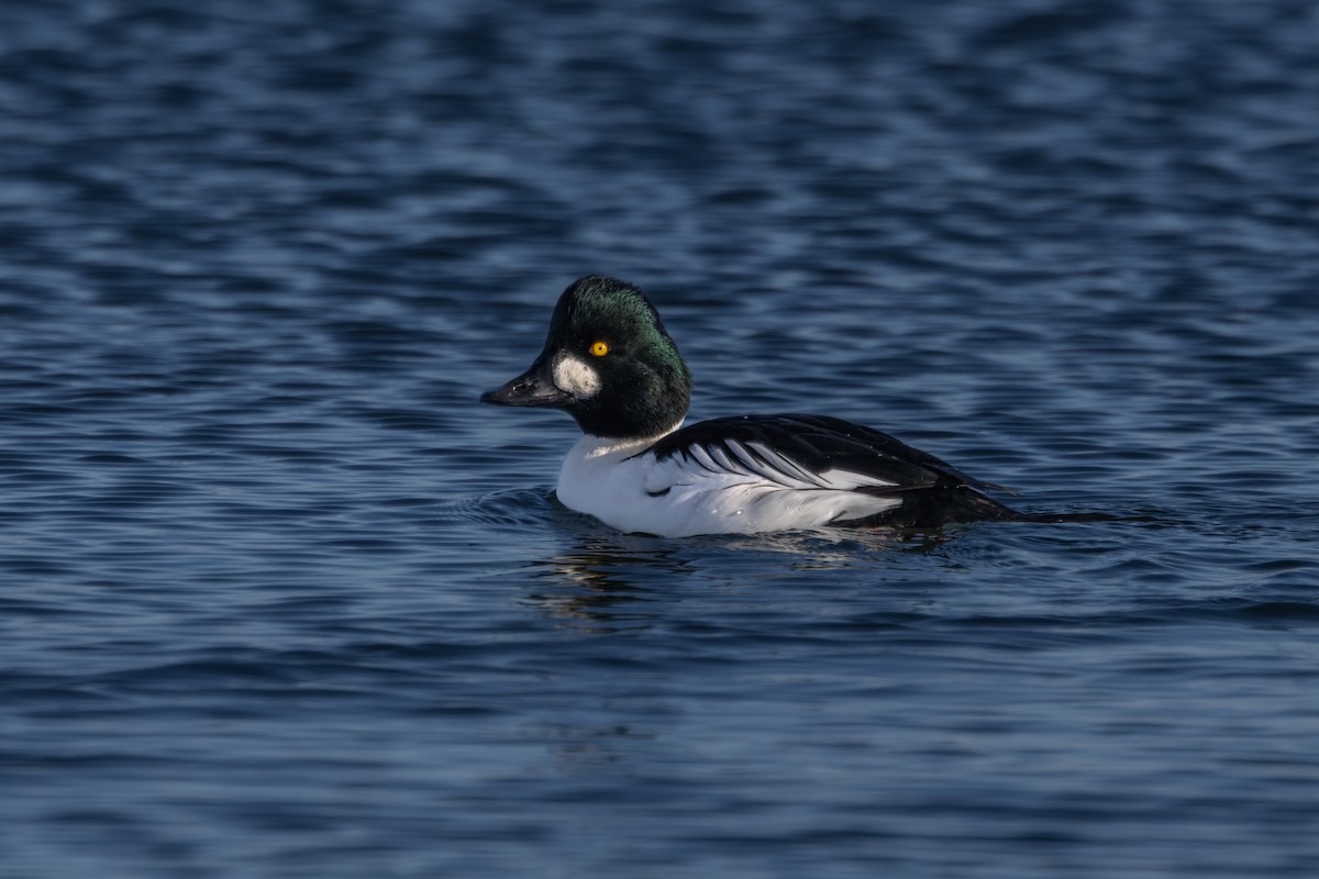 kvinand - ML646936126