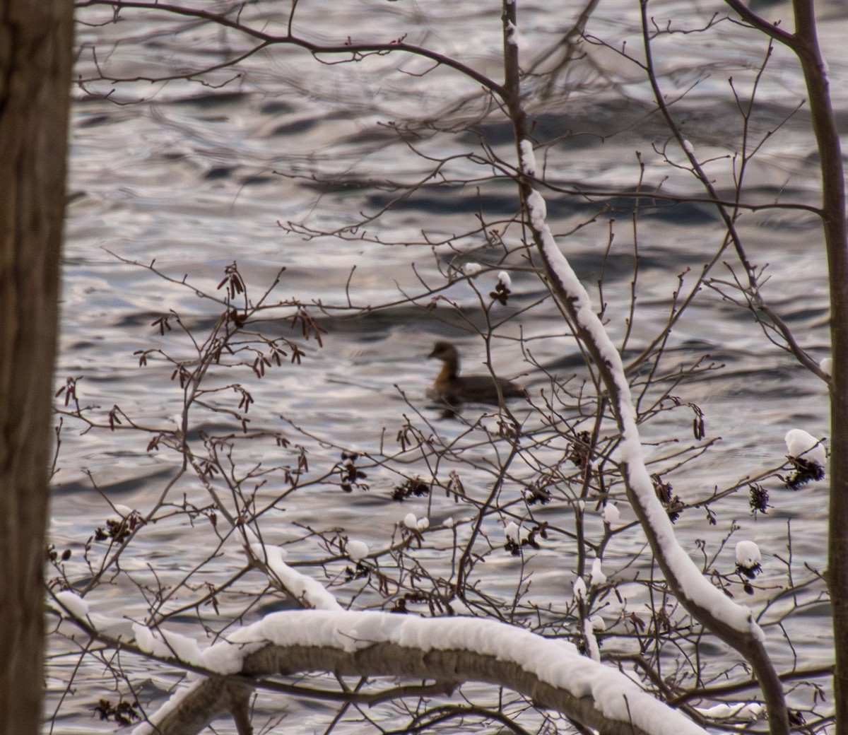 ringnebbdykker - ML646936127