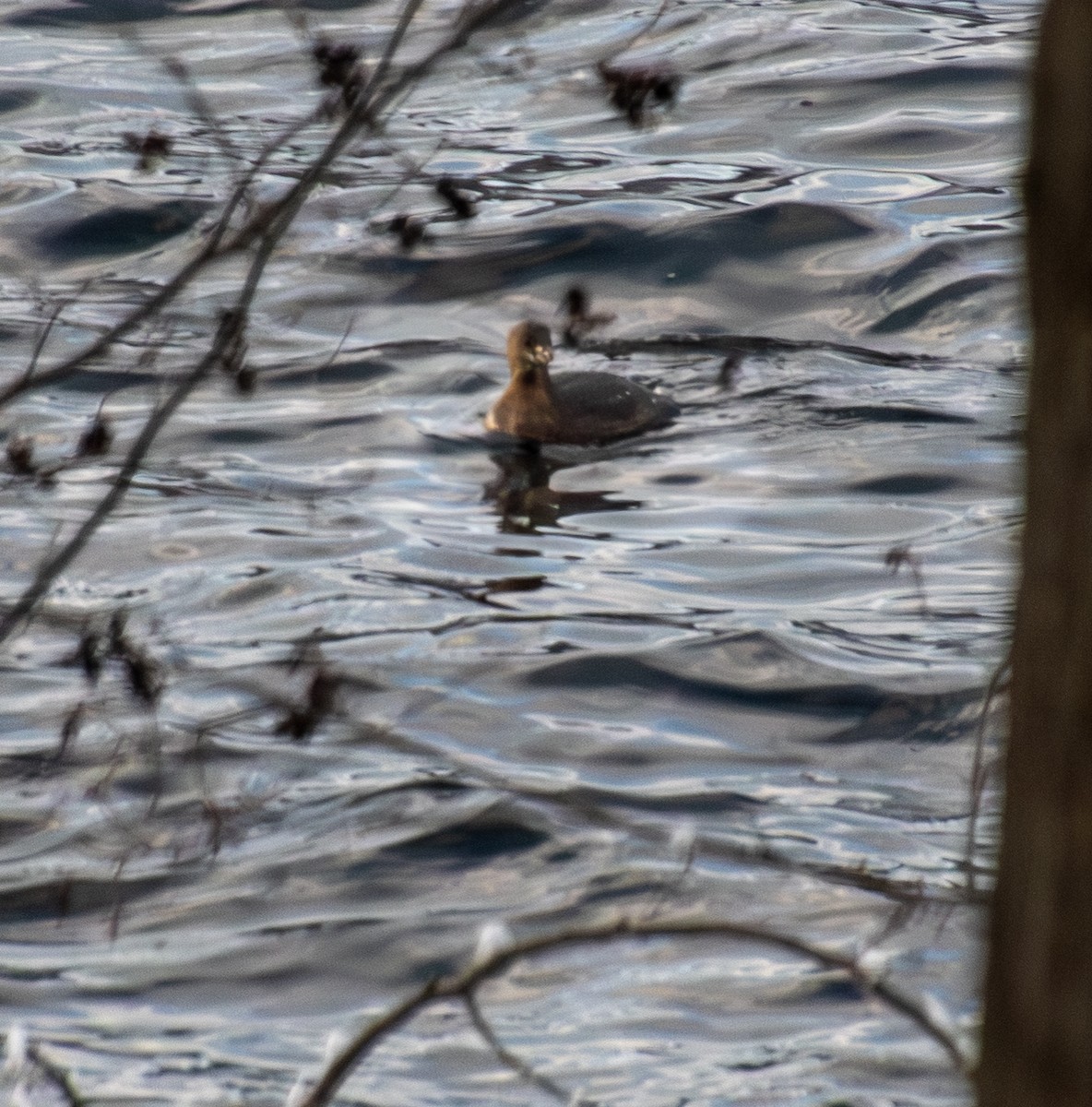 ringnebbdykker - ML646936128