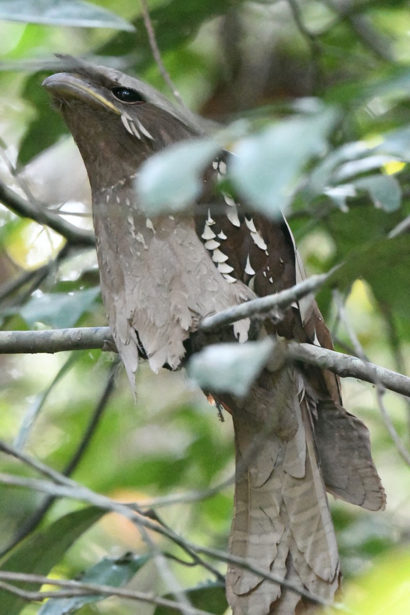 kurrefroskemunn - ML646936129