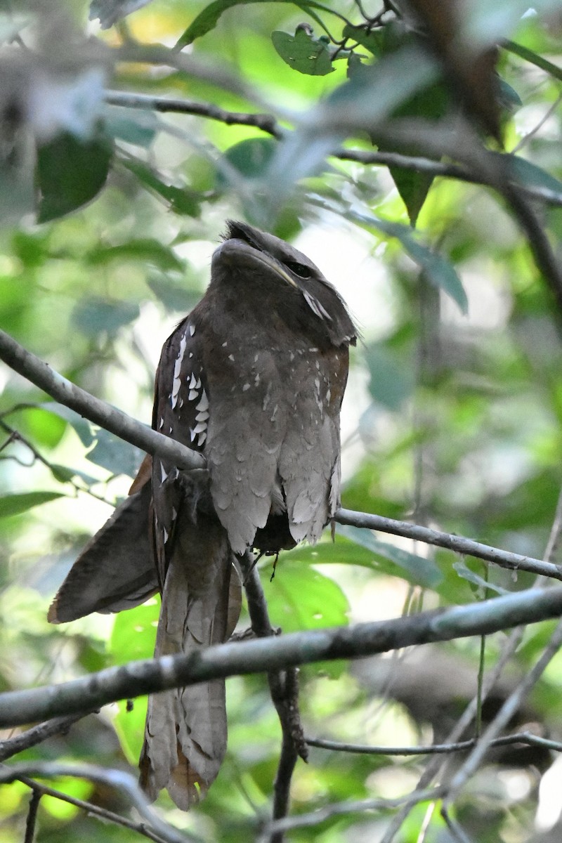 kurrefroskemunn - ML646936130