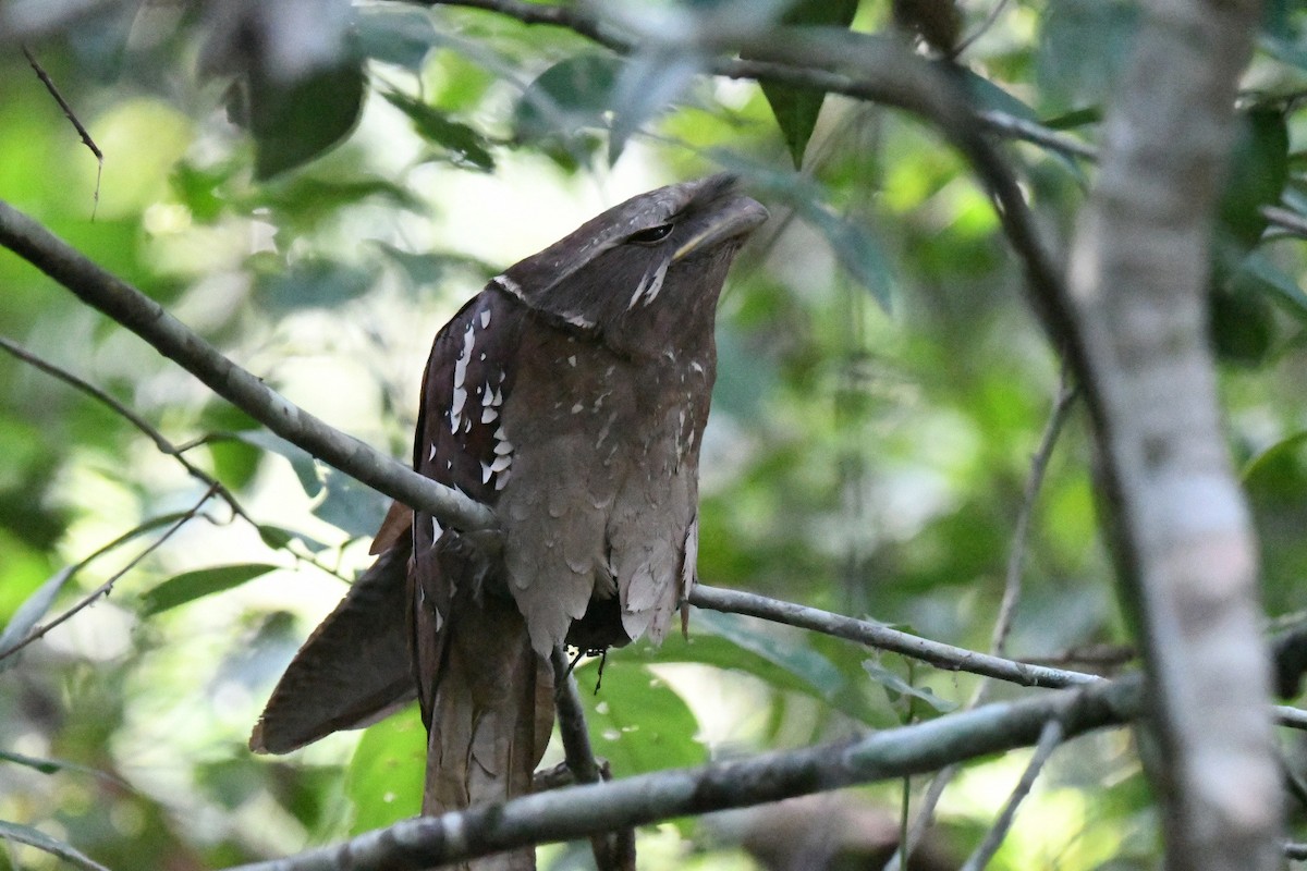 kurrefroskemunn - ML646936131