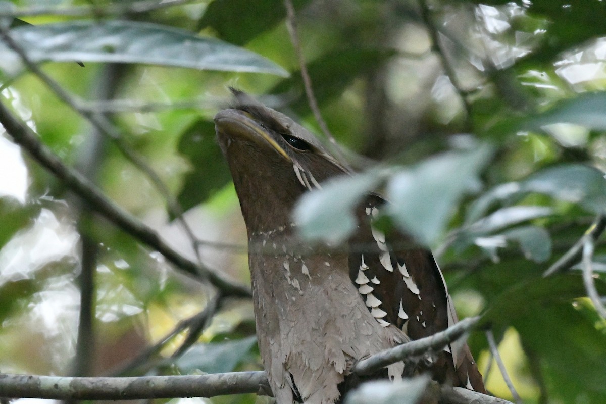 kurrefroskemunn - ML646936132