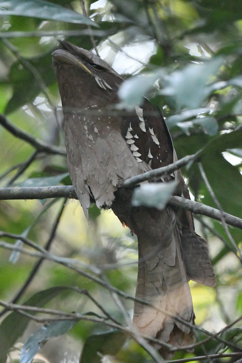 kurrefroskemunn - ML646936133