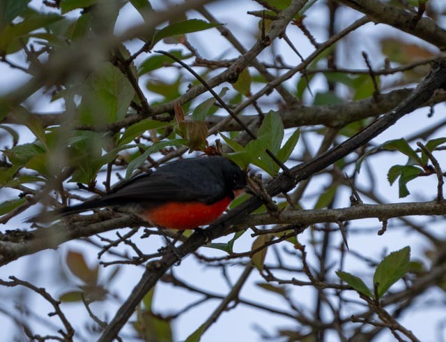 skiferhvitstjert - ML646936134