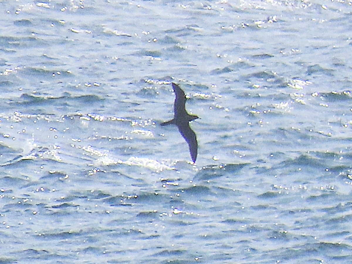 kilestjertlire - ML646936135