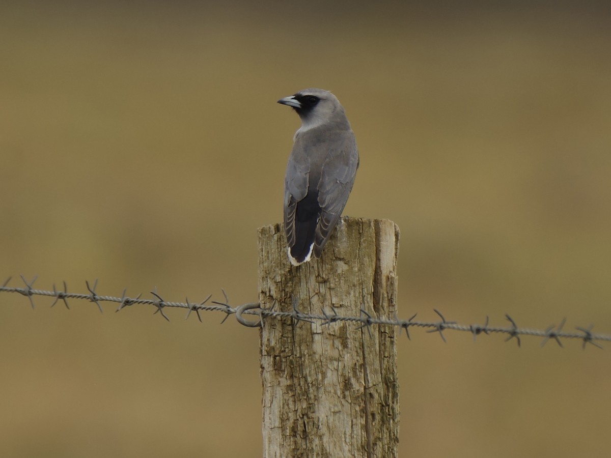 gråsvalestær (cinereus gr.) - ML646936138