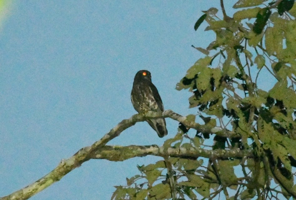 hjerteugle - ML646936139