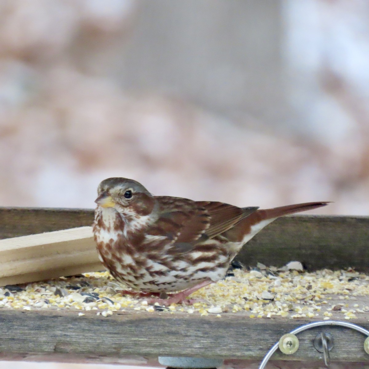 revespurv - ML646936140