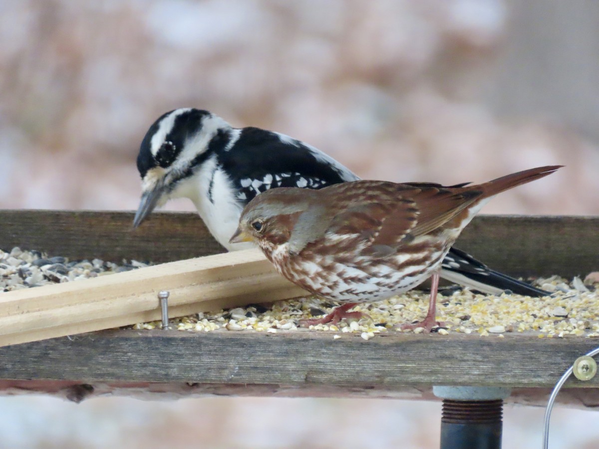 revespurv - ML646936141