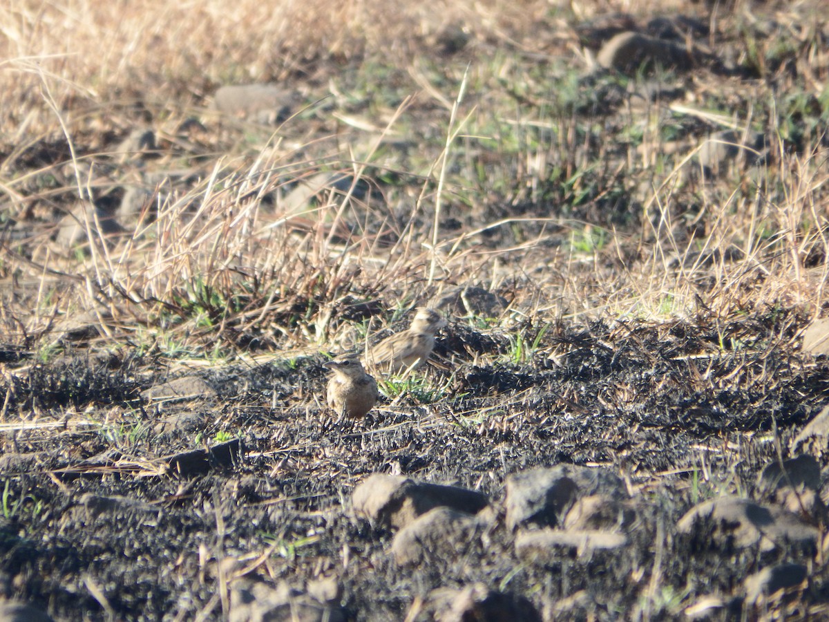 kaneltopplerke - ML646936143