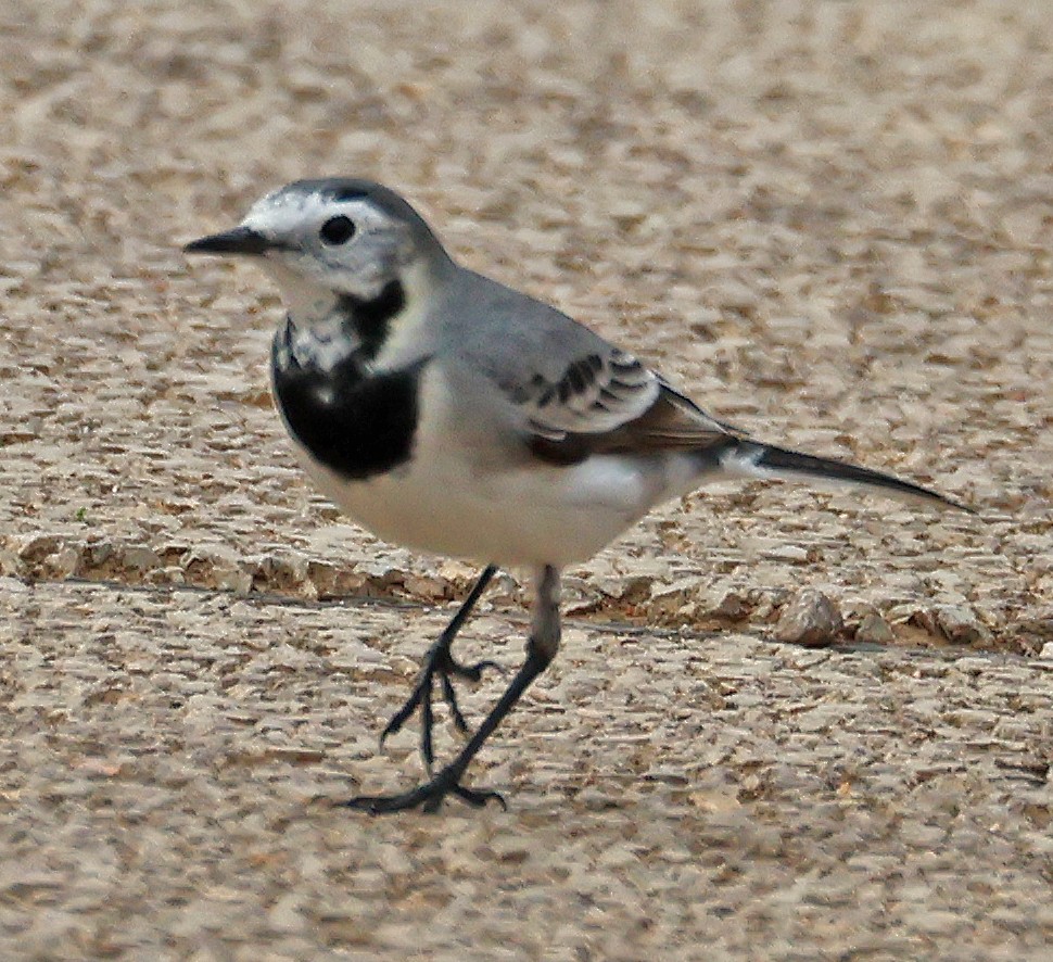 linerle - ML646936144