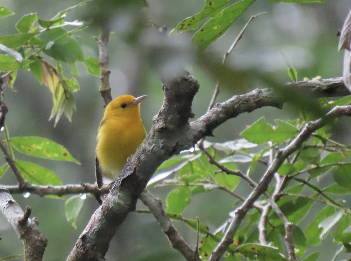 plommeparula - ML646936145