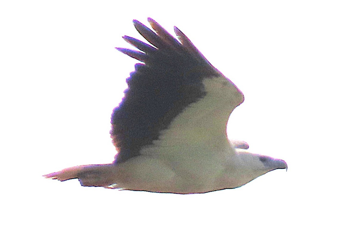 hvitbukhavørn - ML646936147