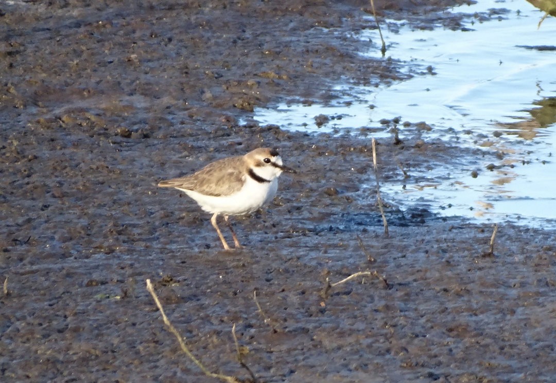 svartkronelo - ML646936148