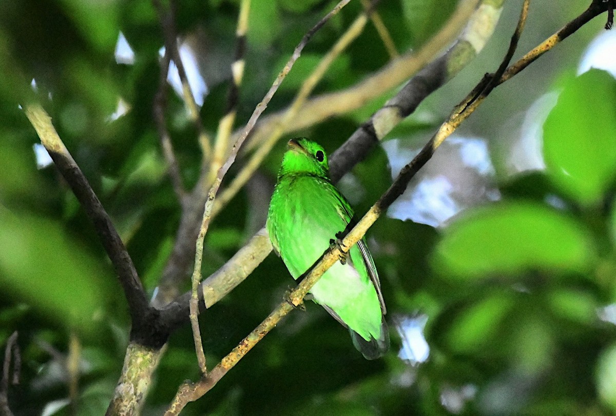 grønnbrednebb - ML646936150