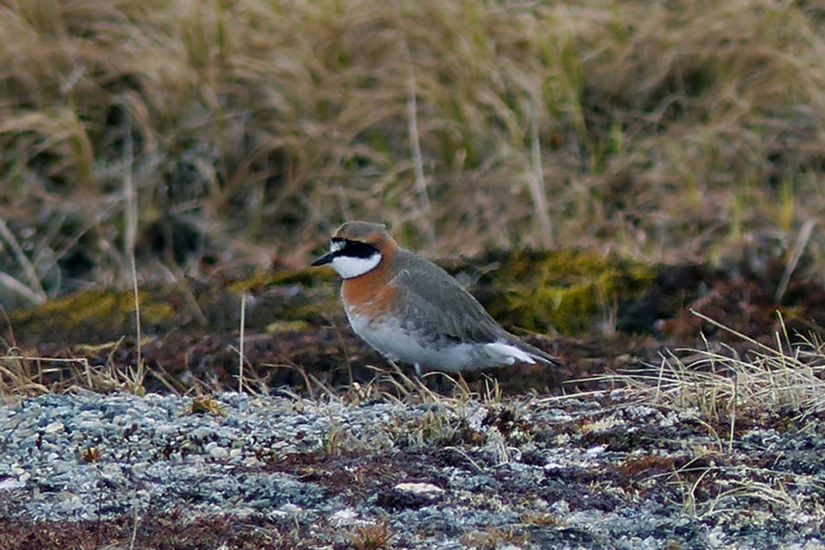 Pluvier de Mongolie - ML646936151