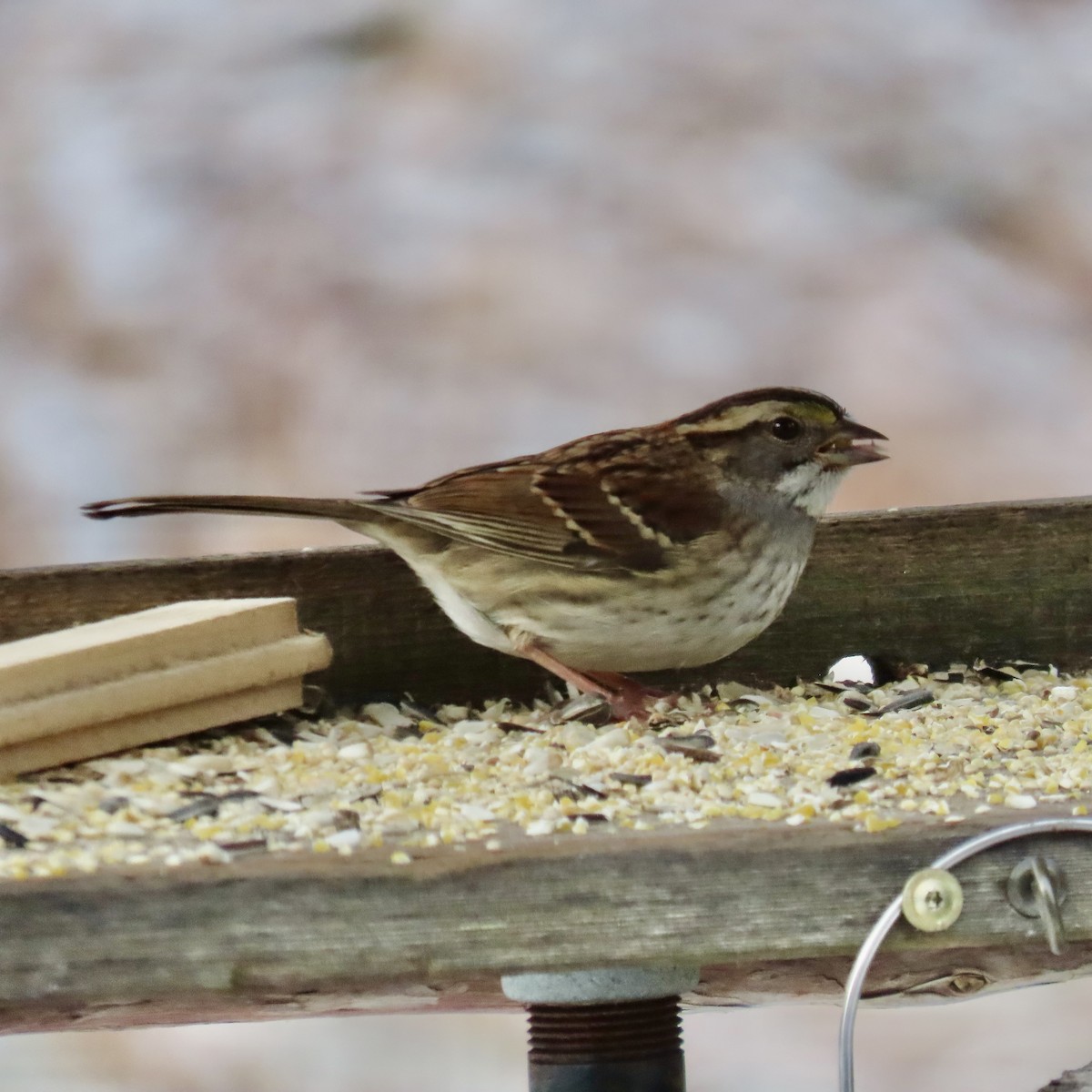 hvitstrupespurv - ML646936152