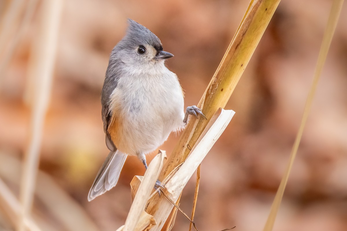 gråduskmeis - ML646936154