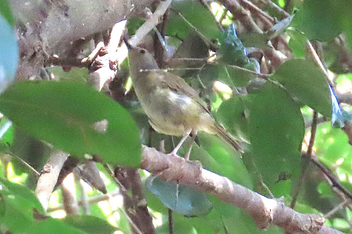 Large-billed Scrubwren - ML646936162